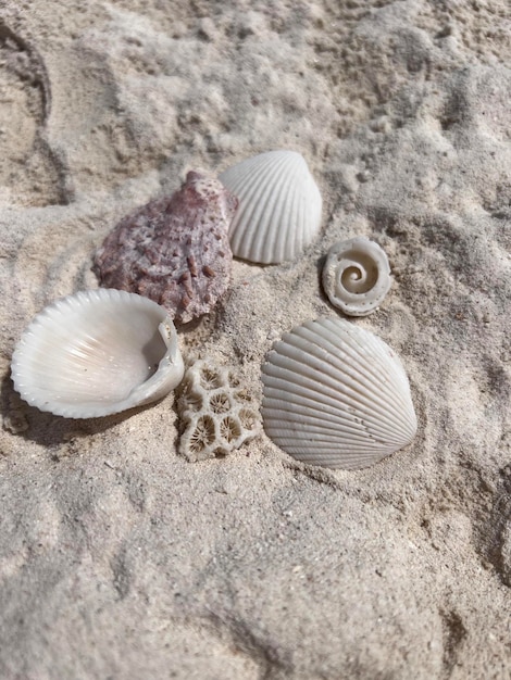 Photo different seashells on sandy beach thailand