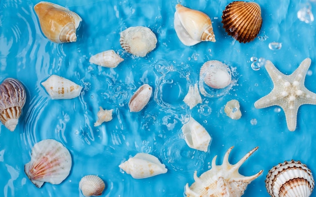 Different seashells and water splash on summer beach on blue background upper