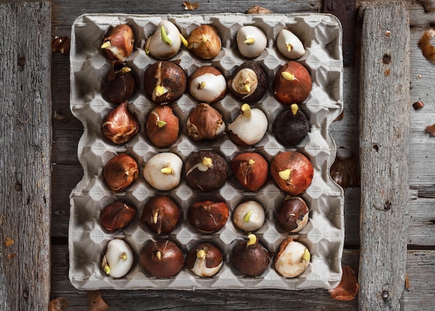 Different sorts of tulip bulbs with sprouts for autumn planting on the old egg carton