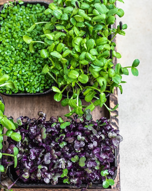 Different types of micro greens in containers. Seed germination at home. Vegan and healthy eating concept. Organic raw microgreens. Selective focus. Top view.