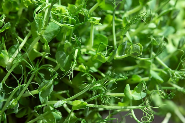 Different types of microgreens closeup top view Seed sprouts are green Eco vegan healthy lifestyle bio banner Green natural background texture Vitamins Amino Acids Benefits Of Organic Superfood