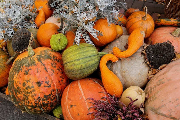 Different types of pumpkins and squashes with shining colours and interesting shapes