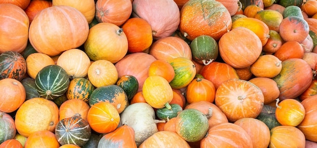 Different varieties of pumpkins