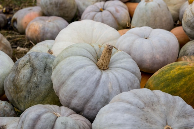 Different varieties of squashes and pumpkins Colorful halloween vegetables