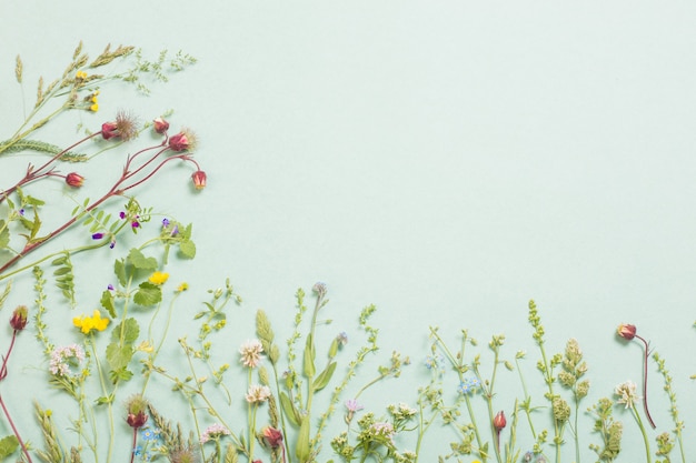 Different  wild flowers on paper background