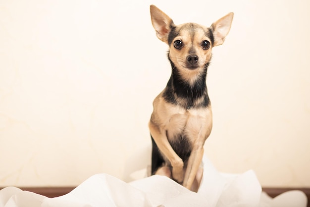 Digestive problems in dogs small terrier in a pile of paper