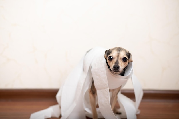 Digestive problems in dogs Small terrier puppy sitting among toilet paper