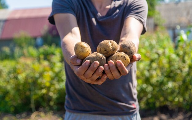 Digging potatoes. Harvest potatoes on the farm. Environmentally friendly and natural product.