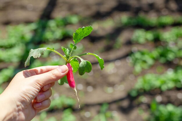 Digging up fresh radish in the garden