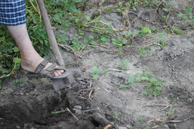 Digging up the fruit of a ripe potato with a shovel harvesting