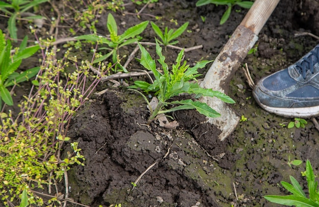 Digging up the weed sow thistle in the garden Selective focus