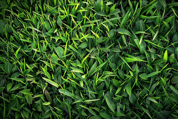 Digital artwork of photo of green grass texture background top view for sports field or golf course