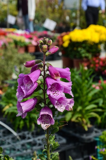 Digitalis purpurea Common Foxglove