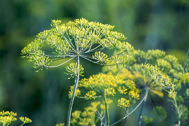 Dill on the beds. Dill inflorescence on green background