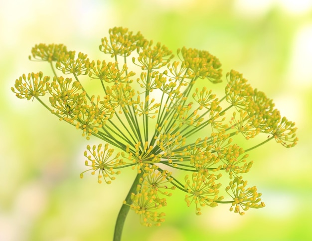 Dill flower on bright background close up