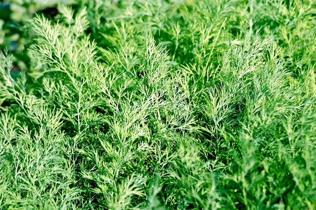 Dill green in the garden