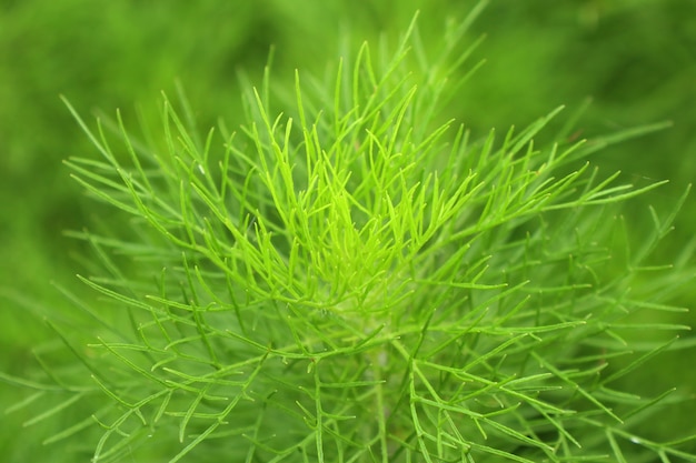 Dill herb in garden