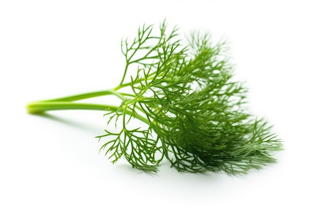 Dill Leaf On White Background Generative AI