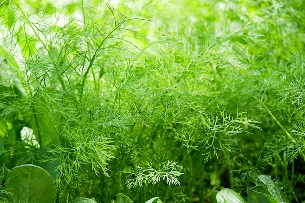 Dill organic vegetable gardening with green dill leaf fresh vegetable vegetable garden in the backyard garden home gardening nature vegetable