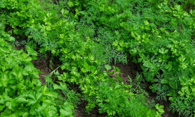 Dill, parsley and cilantro grow in the garden