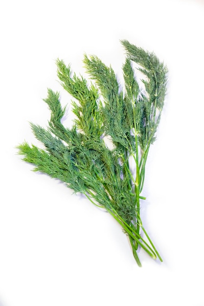 Dill sprig isolated Fresh fennel twig herb plant closeup macro photo of fragrant dill twig top view