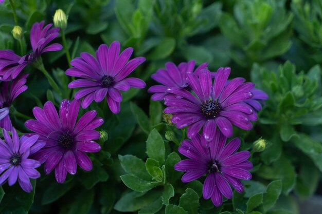 Dimorphoteca flower