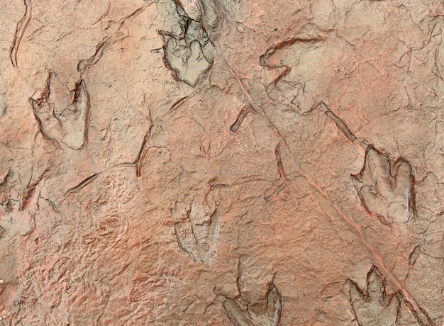 Dinosaur footprints on the rocks