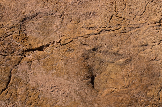 Dinosaur footprints on stone