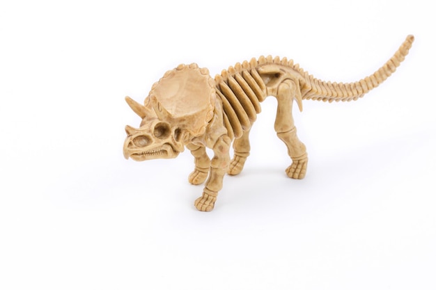 Dinosaur skeleton on a white background