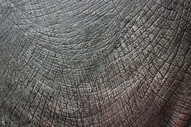 Photo dinosaur skin texture