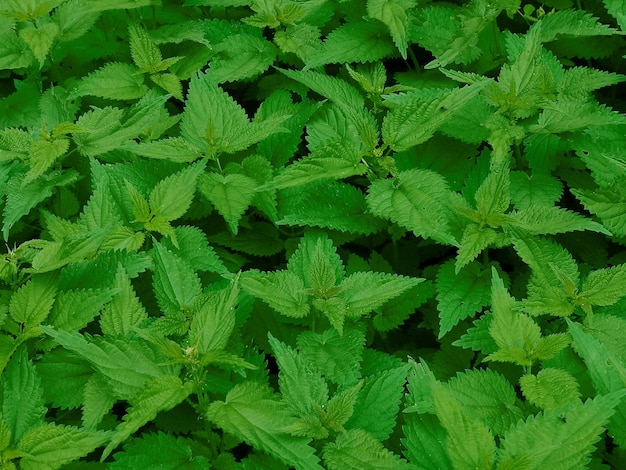 Dioecious nettle green natural background