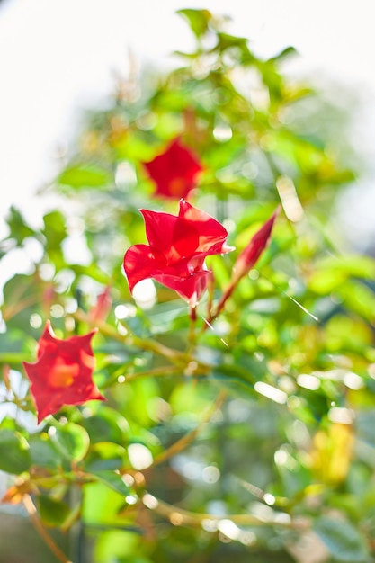 Dipladenia Mandevilla sanderi outdoor sunlight