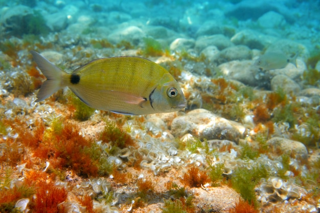 Diplodus Sargus fish underwater Mediterranean