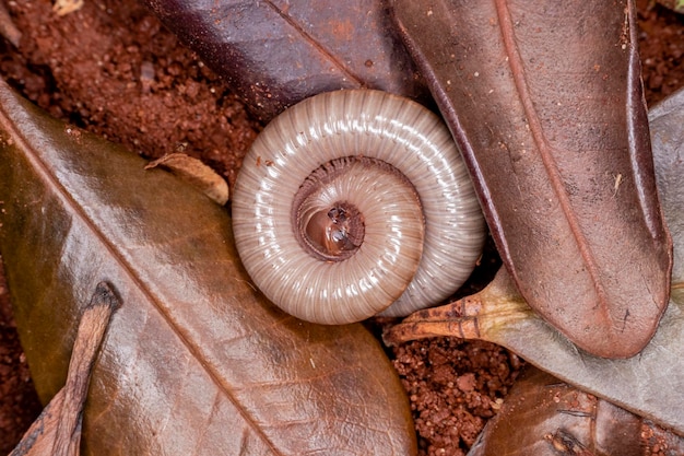 Diplopods (Diplopoda) are a class of the subphylum Myriapoda, commonly known as snake lice. They live in humid, dimly lit environments with organic material to eat..