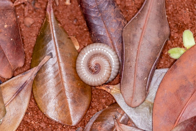 Diplopods (Diplopoda) are a class of the subphylum Myriapoda, commonly known as snake lice. They live in humid, dimly lit environments with organic material to eat..