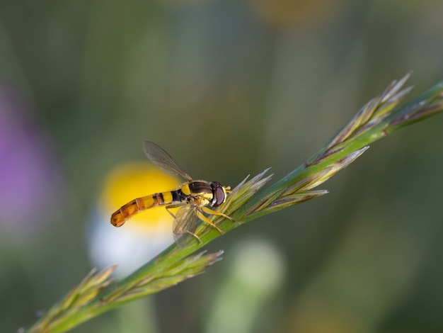 Dipterous. Fly species photographed in their natural environment.