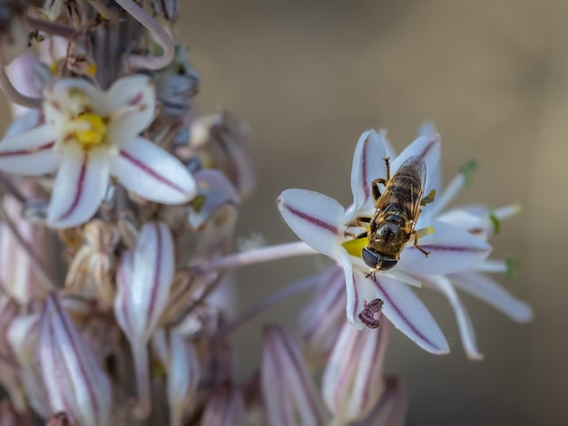 Dipterous. Fly species photographed in their natural environment.