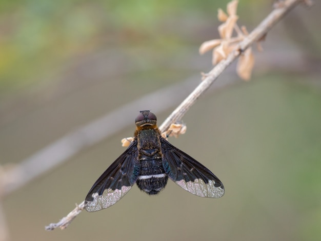 Dipterous. Fly species photographed in their natural environment.