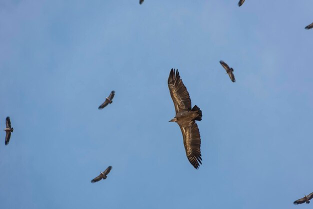 Photo directly below shot of birds flying in clear blue sky