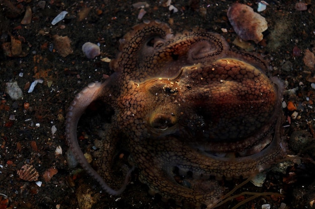 Photo directly above shot of dead octopus on shore at beach