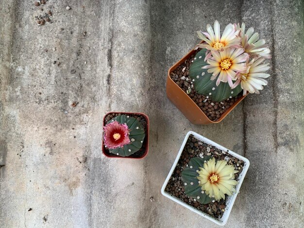 Photo directly above shot of succulent plant on table