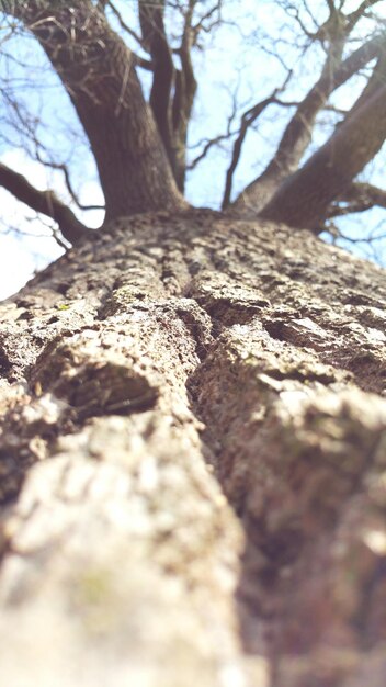 Directly below shot of tree bark