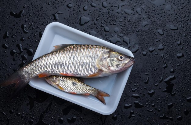 Photo directly above view of fishes