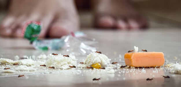 Dirt on the floor with insects around ants in the garbage of an unhygienic house front view pinpoint focus