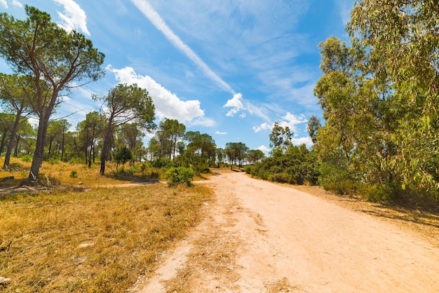 Dirt path in a forest in Sardinia Italy