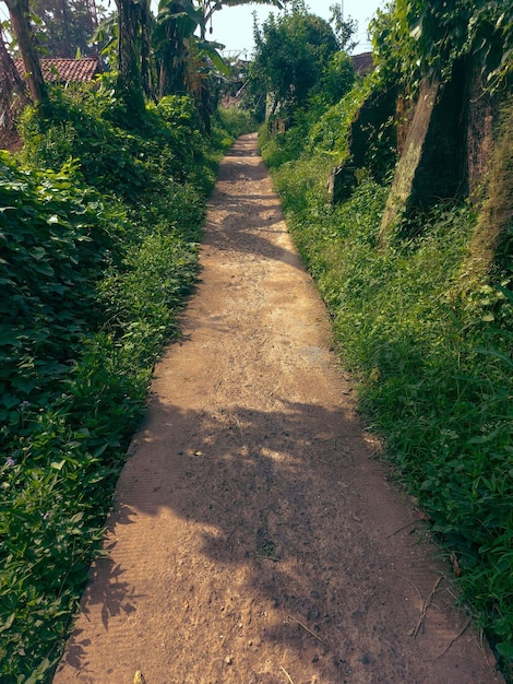 Photo a dirt path is shown with a path that has a tree on it