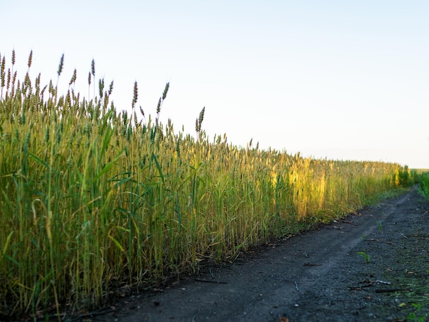 Dirt road along a wheat field with yellow and green stems