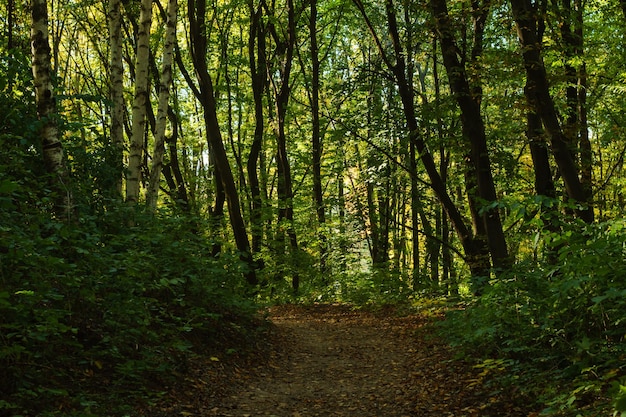 Dirt road in the autumn deciduous forest