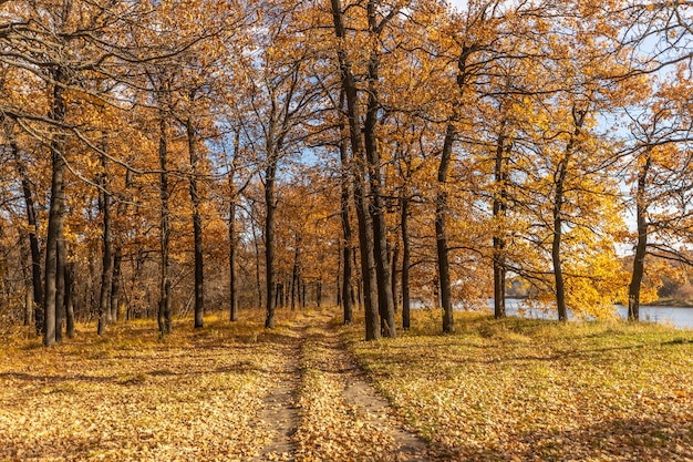 Dirt road in the autumn forest. Light background