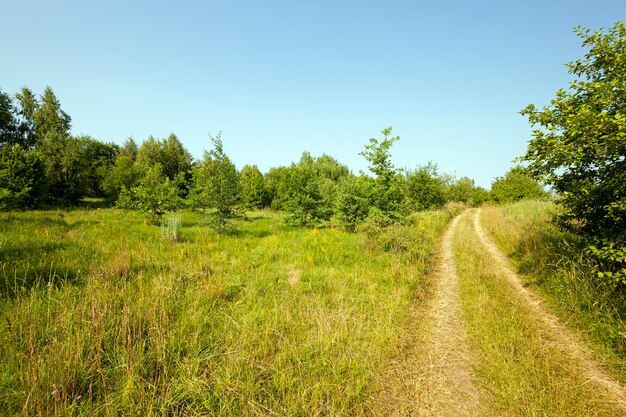 Dirt road disappearing countryside with a track.